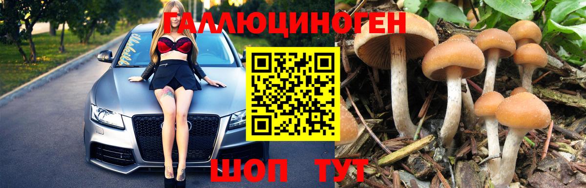 купить наркоту  Чебоксары  Галлюциногенные грибы Psilocybe 